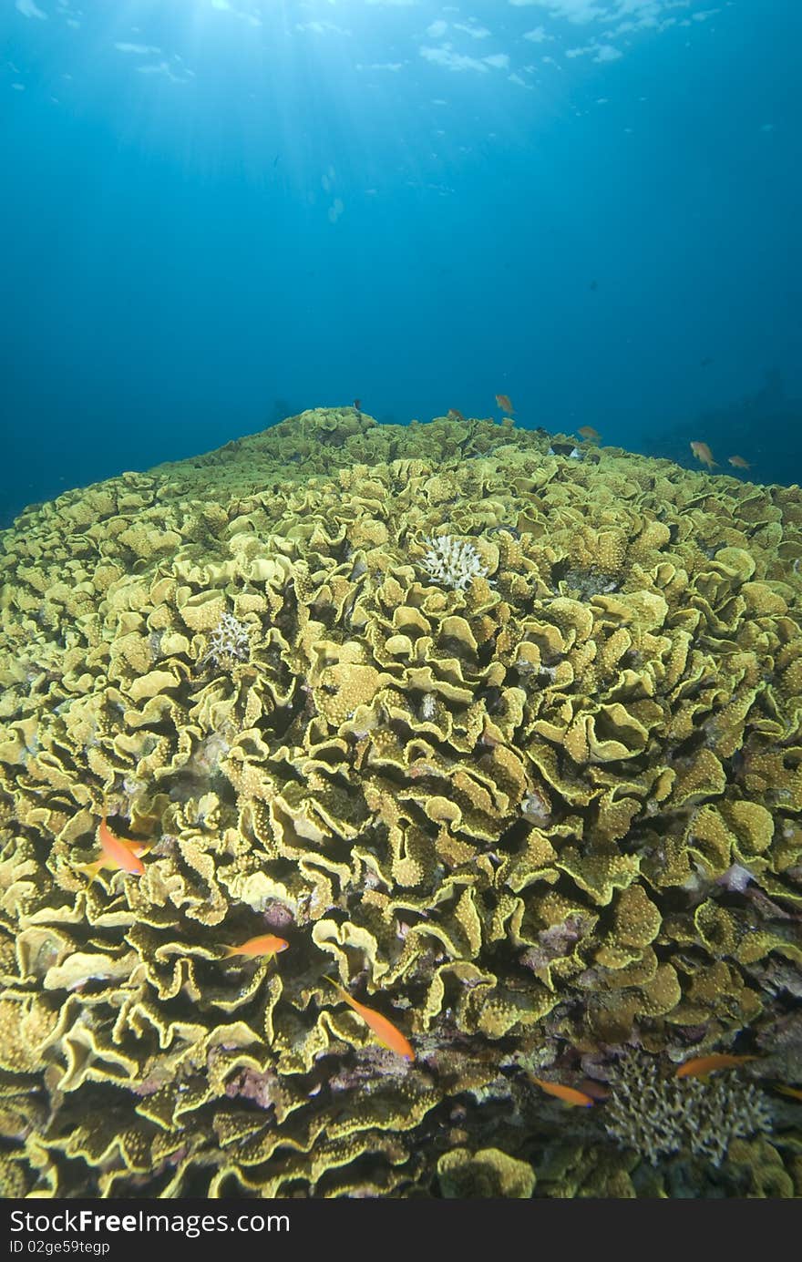 Salad Coral And Sun