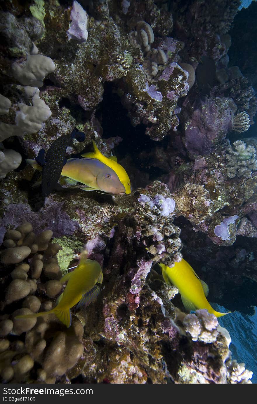 A small school of Yellowsaddle goatfish (Parupeneus cyclostomus) over a hard coral reef. Red Sea, Egypt. A small school of Yellowsaddle goatfish (Parupeneus cyclostomus) over a hard coral reef. Red Sea, Egypt.