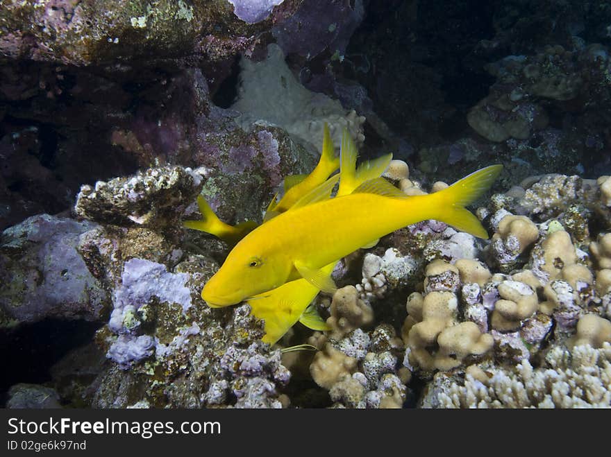 A small school of Yellowsaddle goatfish (Parupeneus cyclostomus) over a hard coral reef. Red Sea, Egypt. A small school of Yellowsaddle goatfish (Parupeneus cyclostomus) over a hard coral reef. Red Sea, Egypt.