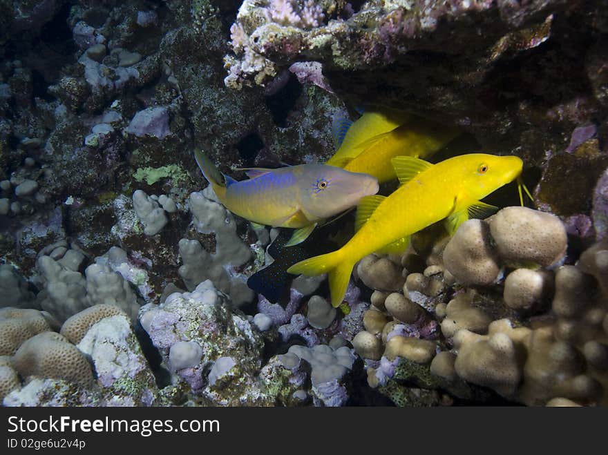 A small school of Yellowsaddle goatfish (Parupeneus cyclostomus) over a hard coral reef. Red Sea, Egypt. A small school of Yellowsaddle goatfish (Parupeneus cyclostomus) over a hard coral reef. Red Sea, Egypt.