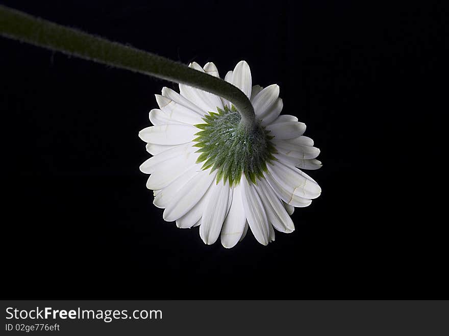 Nice white gerbera daisy for spring. Nice white gerbera daisy for spring