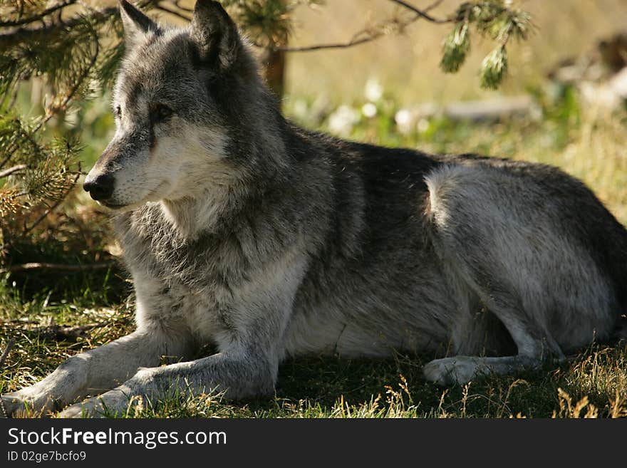 Wolf seen in a park near Yellowstone National Park. Wolf seen in a park near Yellowstone National Park.