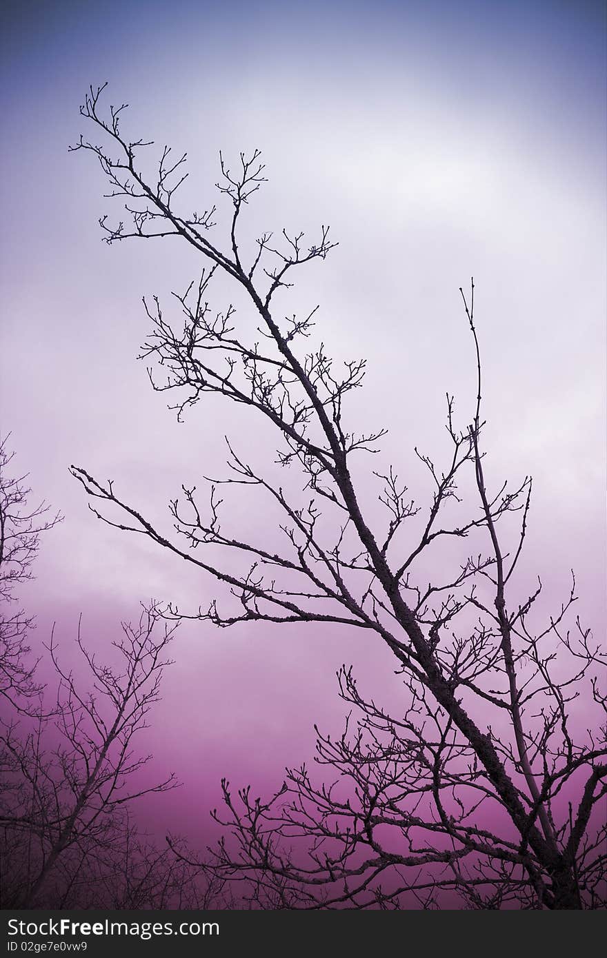 Bare tree branches and clouds