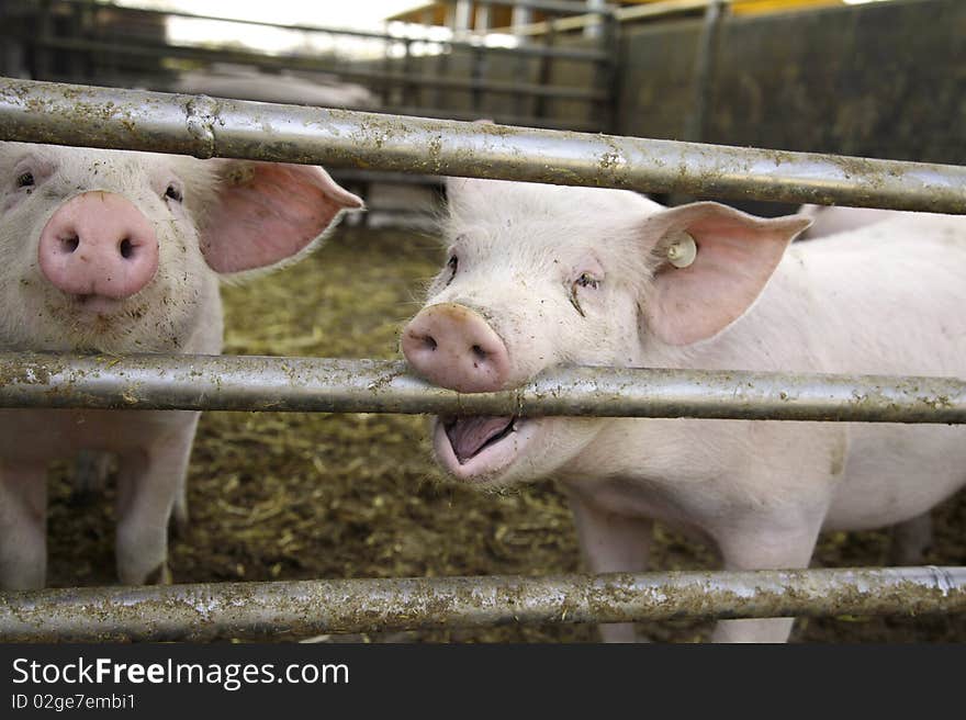 curious pigs on an eco farm waiting for food, focus on nose of both pigs