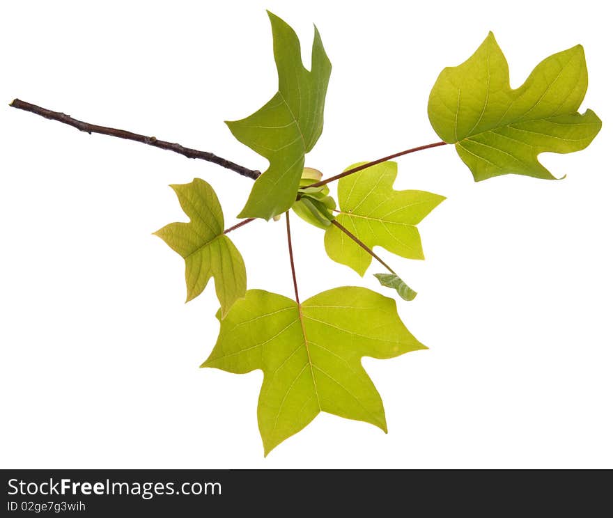 Fresh spring leaves represent new life isolated on white. Fresh spring leaves represent new life isolated on white.