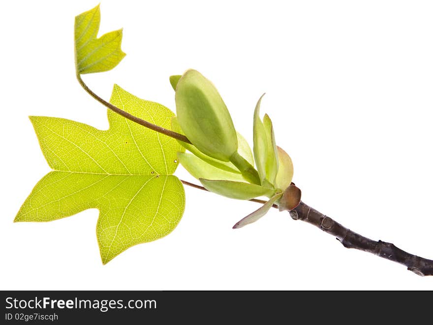 Fresh spring leaves represent new life isolated on white. Fresh spring leaves represent new life isolated on white.