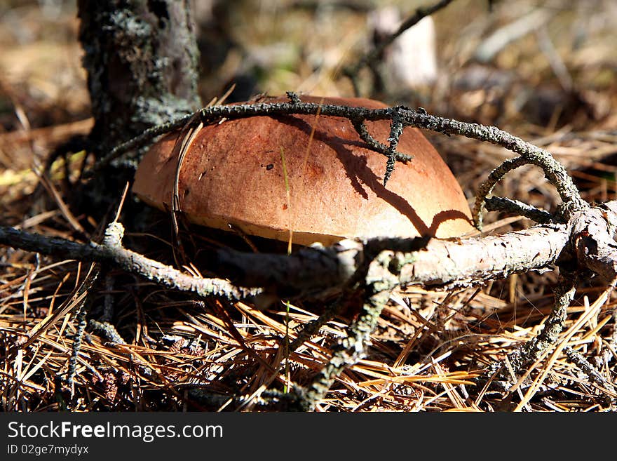 A mushroom in the ground