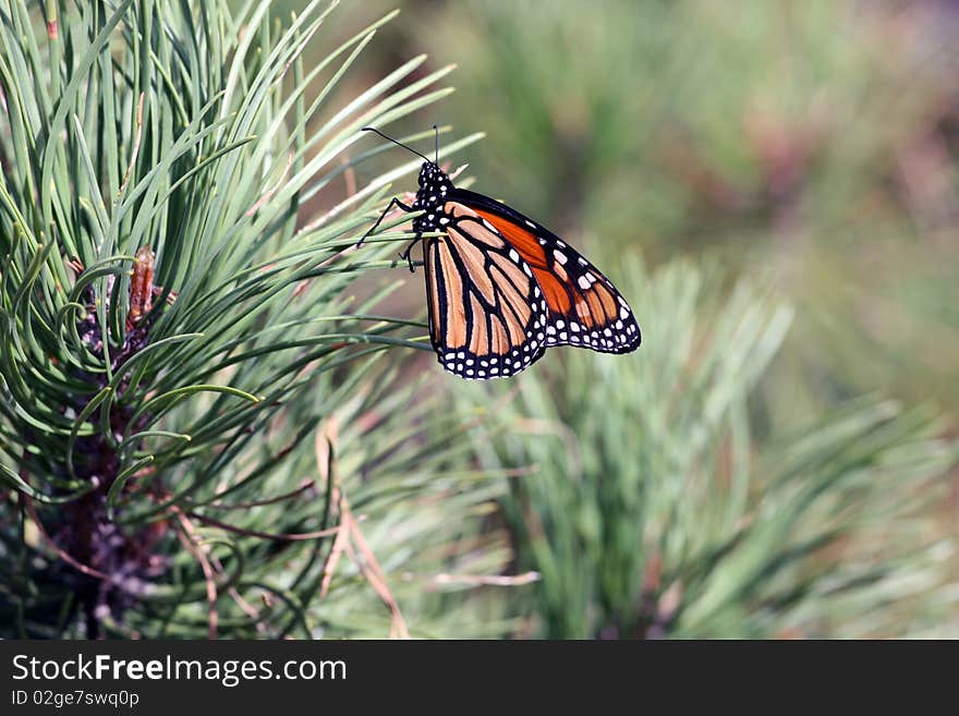 Monarch butterfly on a pine tree