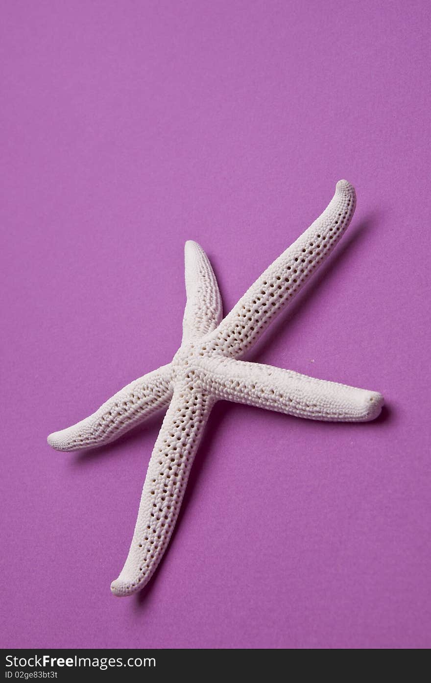 Vibrant Starfish