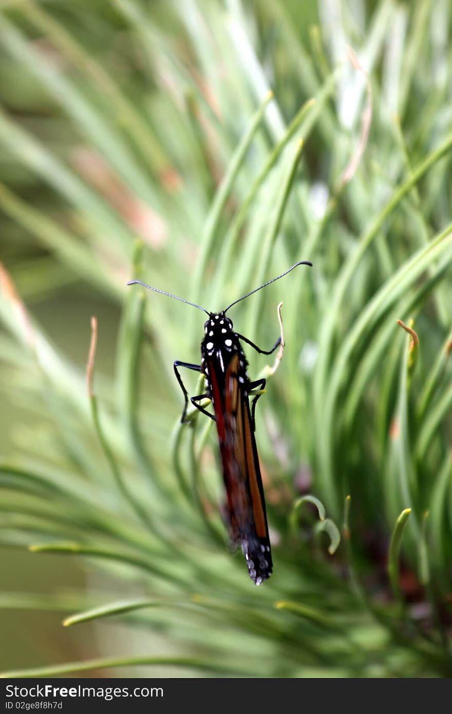 Monarch butterfly on a pine tree  with closed wings