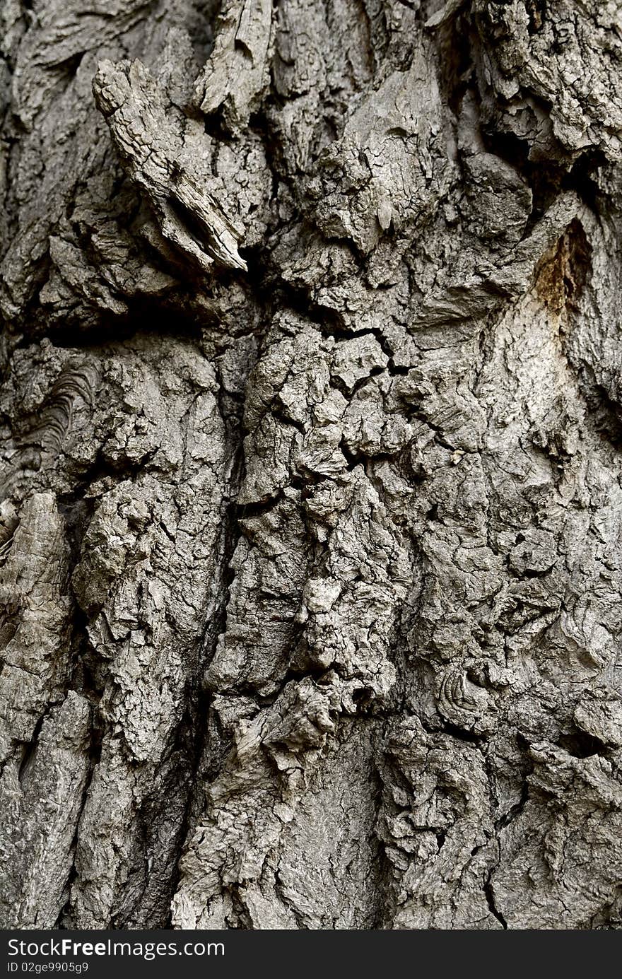 Tree Bark