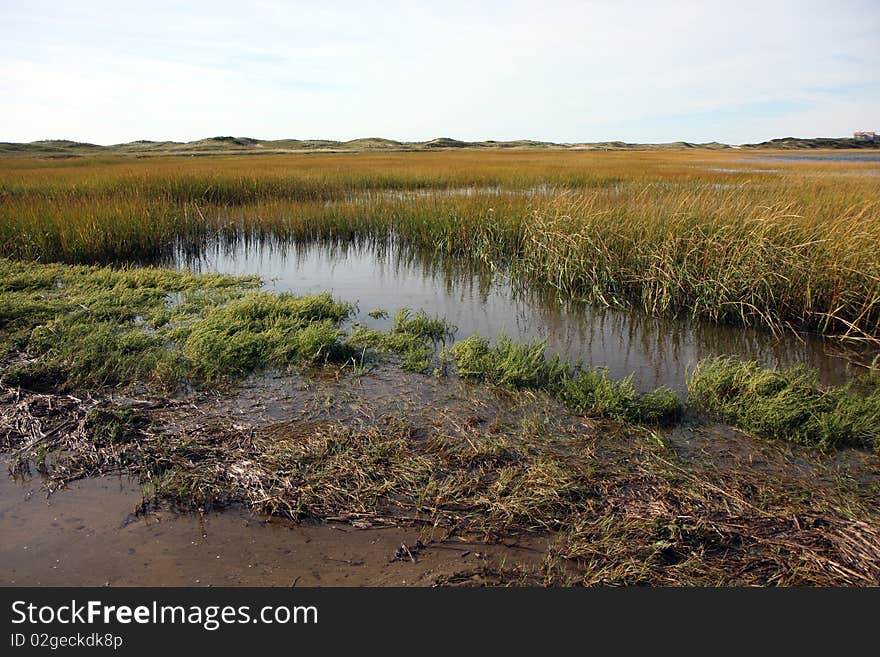 Bog next to the ocean in Wellfleet. Bog next to the ocean in Wellfleet