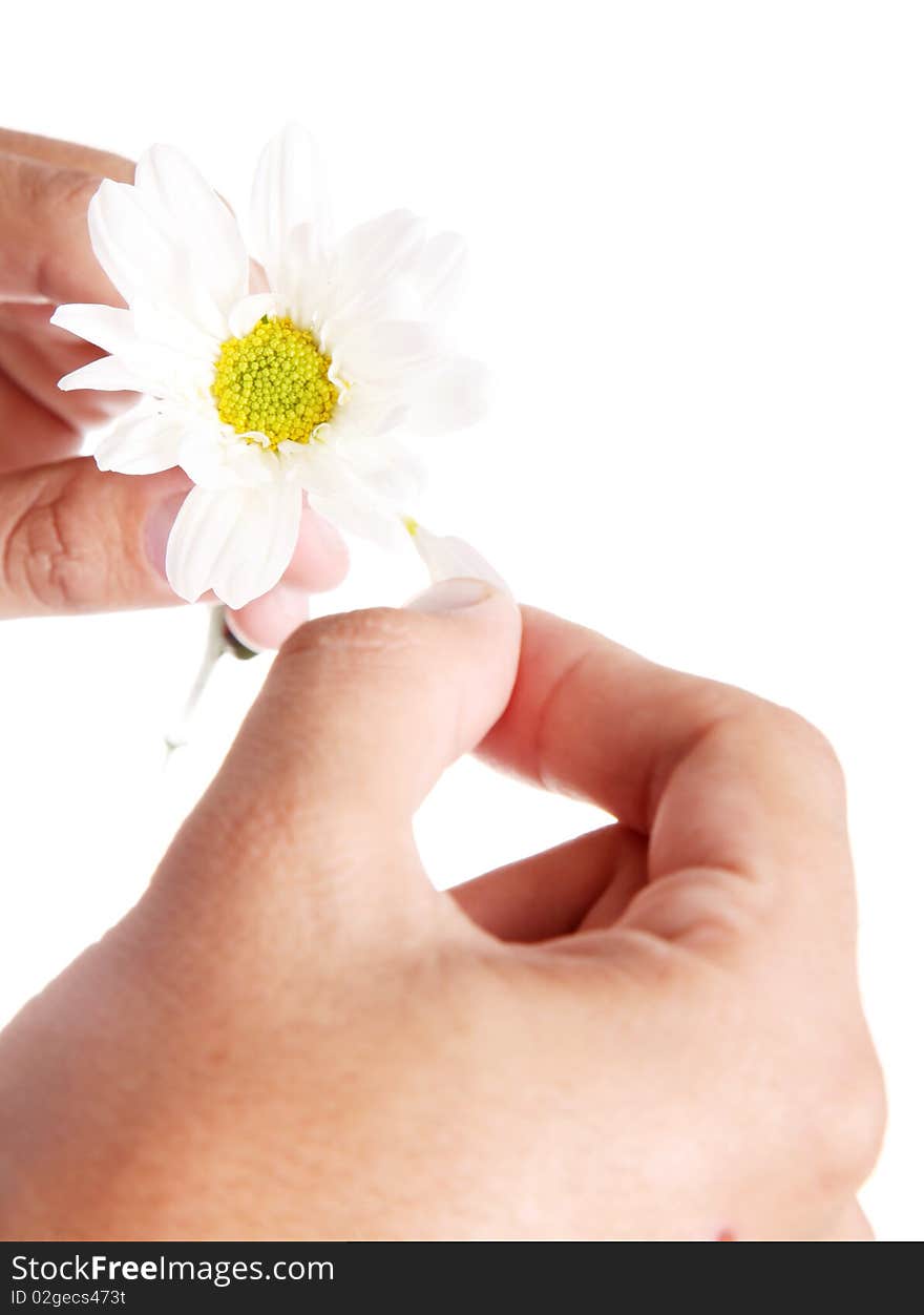 Hand cutting petals of a white flower,. Hand cutting petals of a white flower,