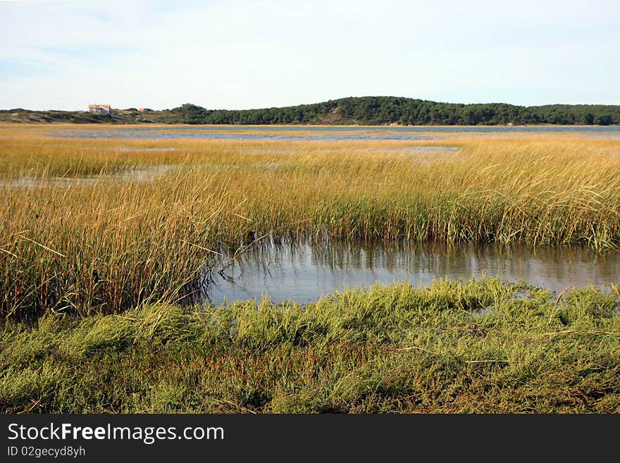 Bog next to the ocean in Wellfleet. Bog next to the ocean in Wellfleet