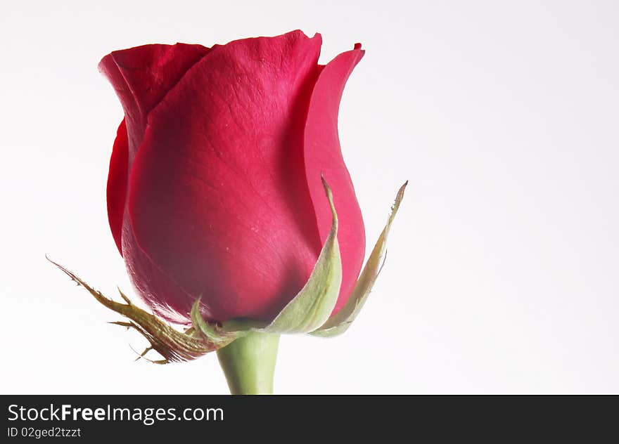 Red rose over white background. Nature image. Red rose over white background. Nature image