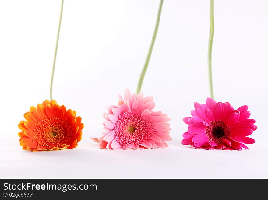 Pink, fuchsia and orange flowers over white background. Stem and petals. Pink, fuchsia and orange flowers over white background. Stem and petals