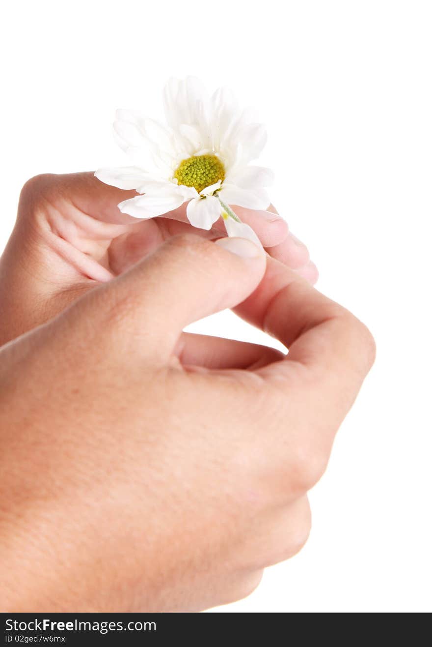 Hand cutting petals of a white flower,. Hand cutting petals of a white flower,