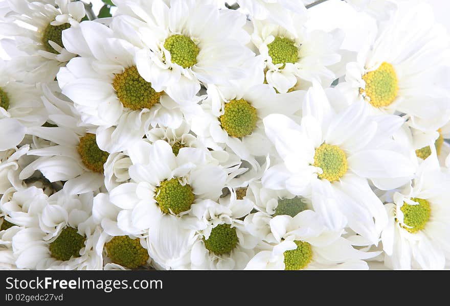 White and green flower background. Nature image. White and green flower background. Nature image