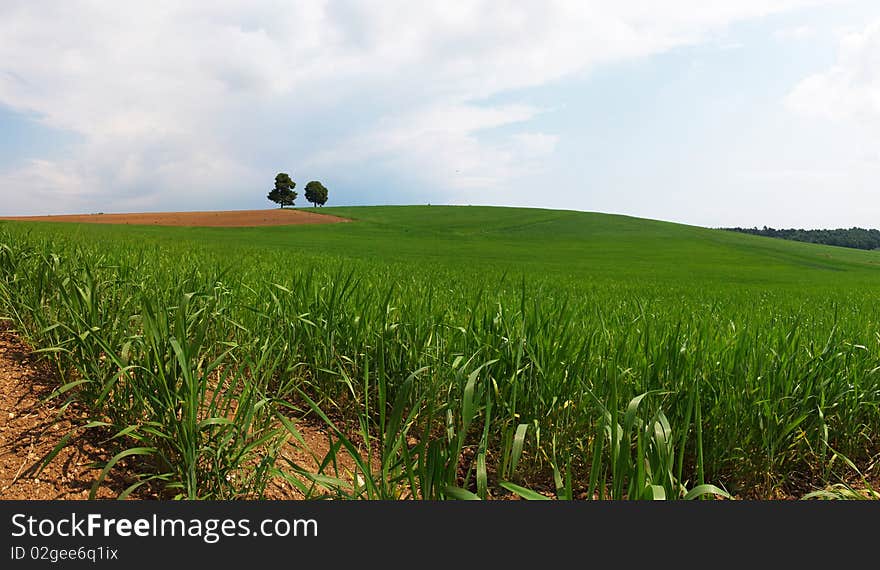 Meadow With Lonely Trees