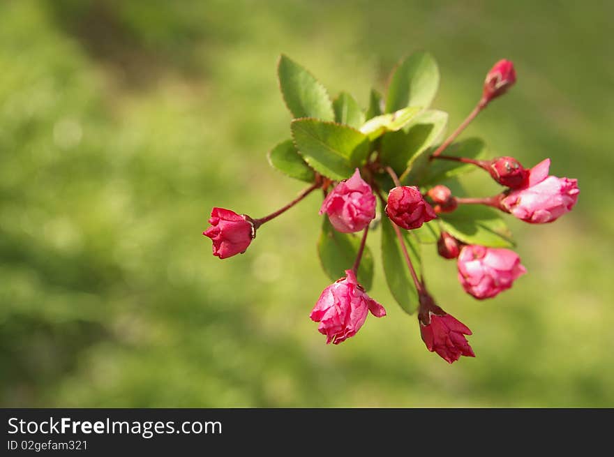 Pink flowers and buds on a green grass background