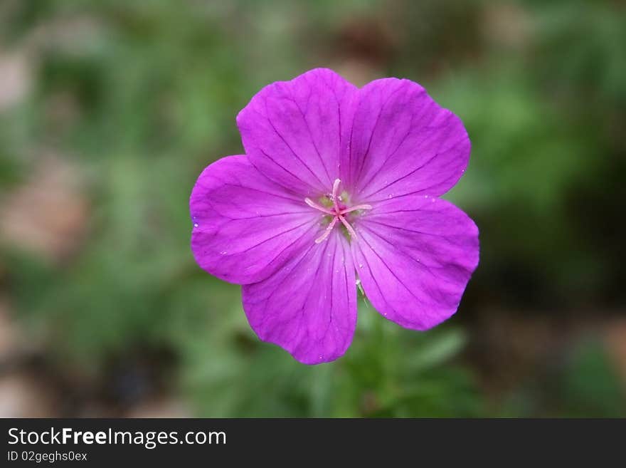 Pink Macro Flower