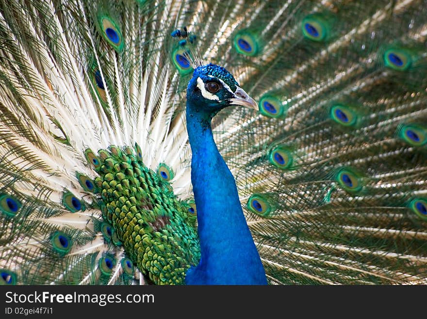 Blue and green peacock in national zoo, washington dc