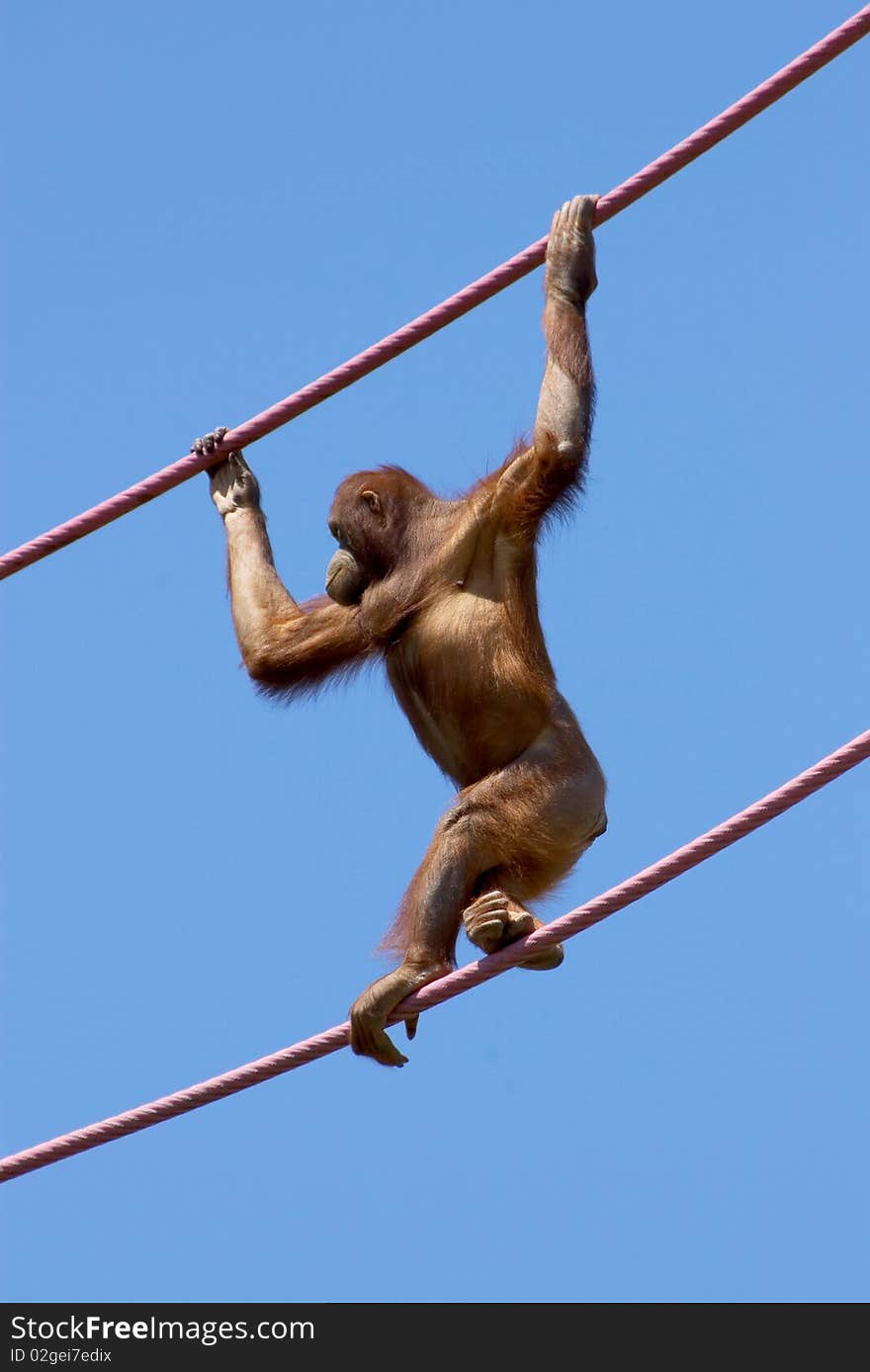 Orangutan climbing on a cable