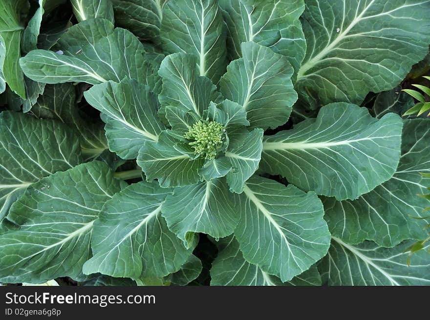 Fresh green leaves of cabbage. Fresh green leaves of cabbage