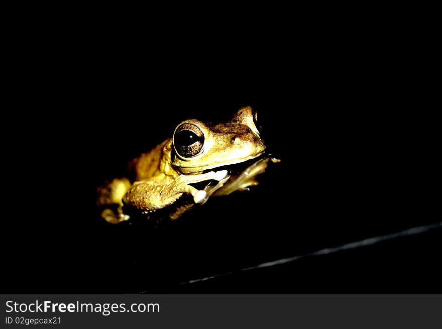 Frog Reflected looking at the camera. Frog Reflected looking at the camera.