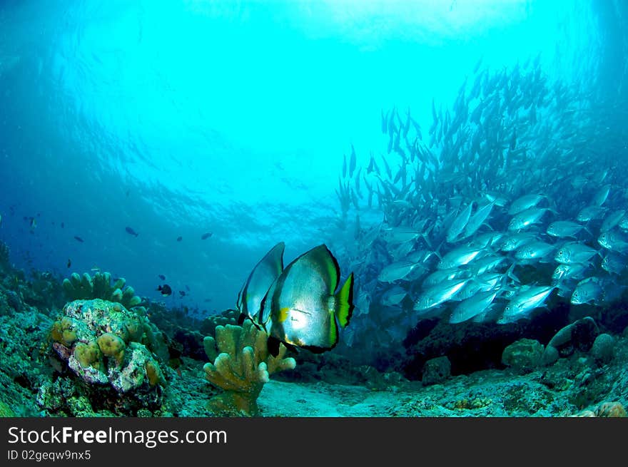 Bat Fish