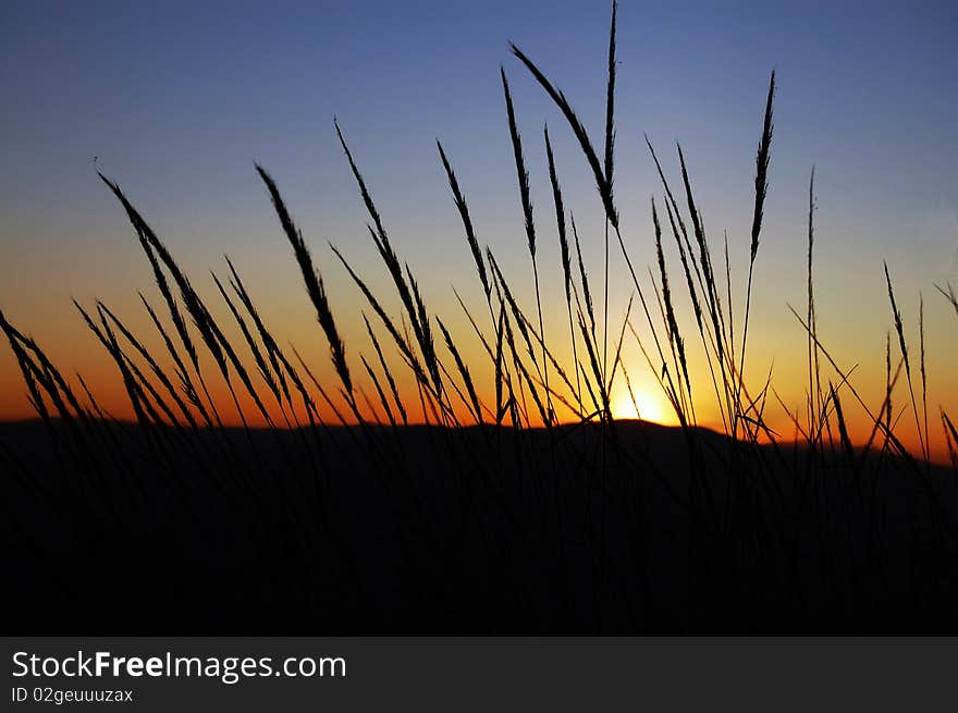 Black silhouettes of the spikes at sunset. Black silhouettes of the spikes at sunset