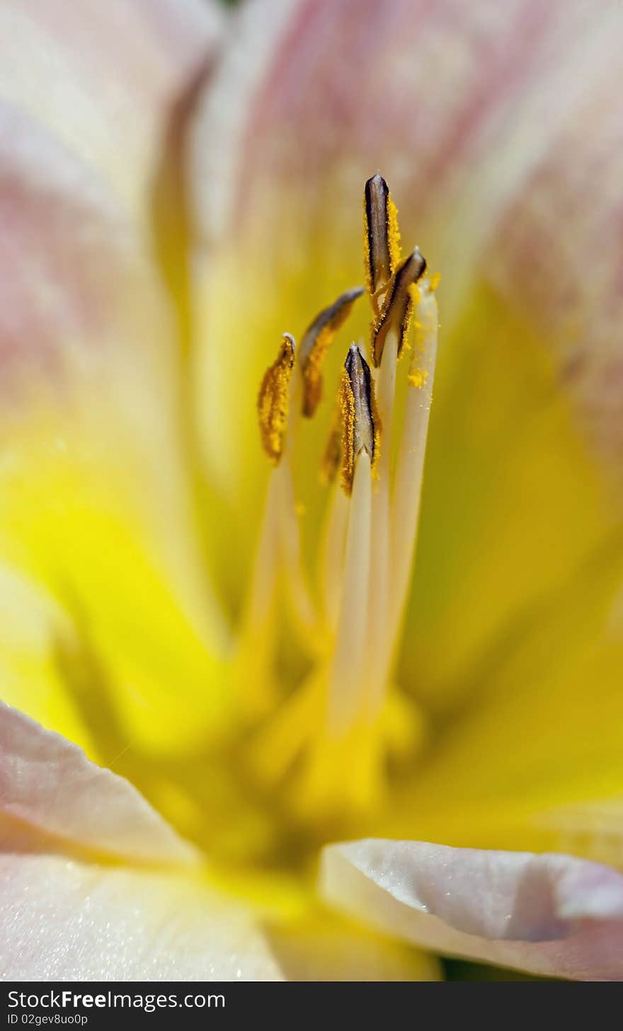 Lilly flower