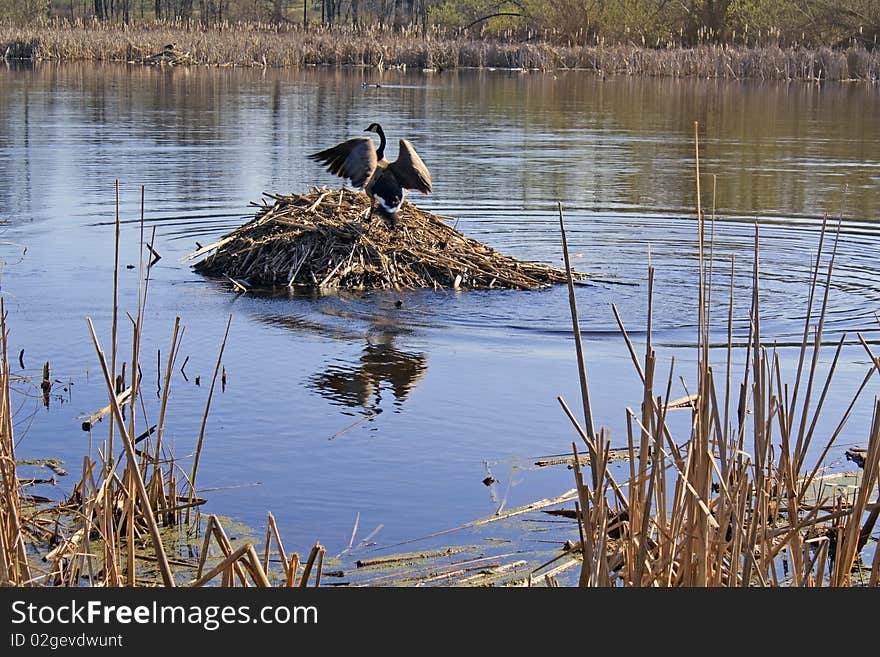 Canada Goose Strutting Atop A Muskrat Lodge