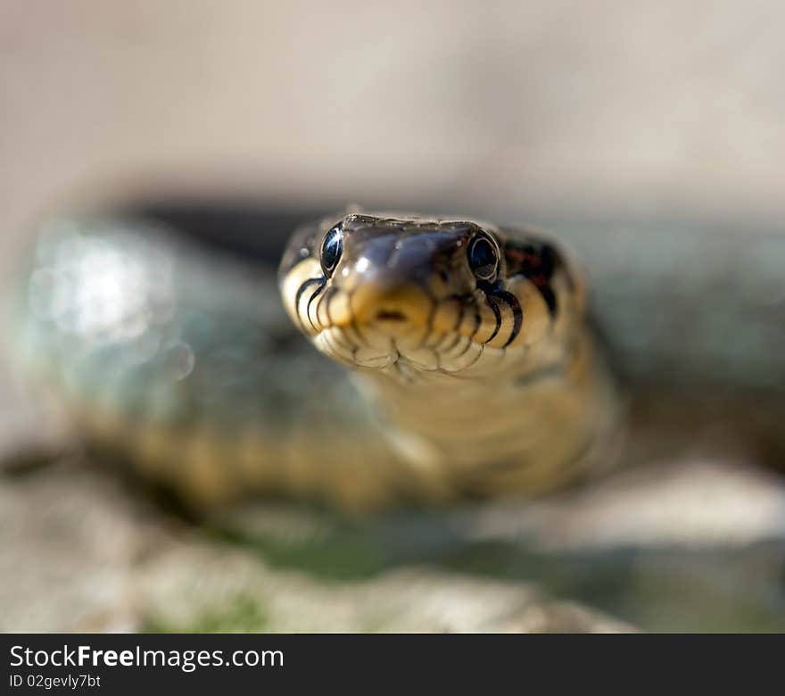 The grass snake