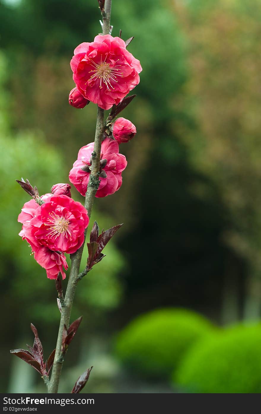 Peach blossom