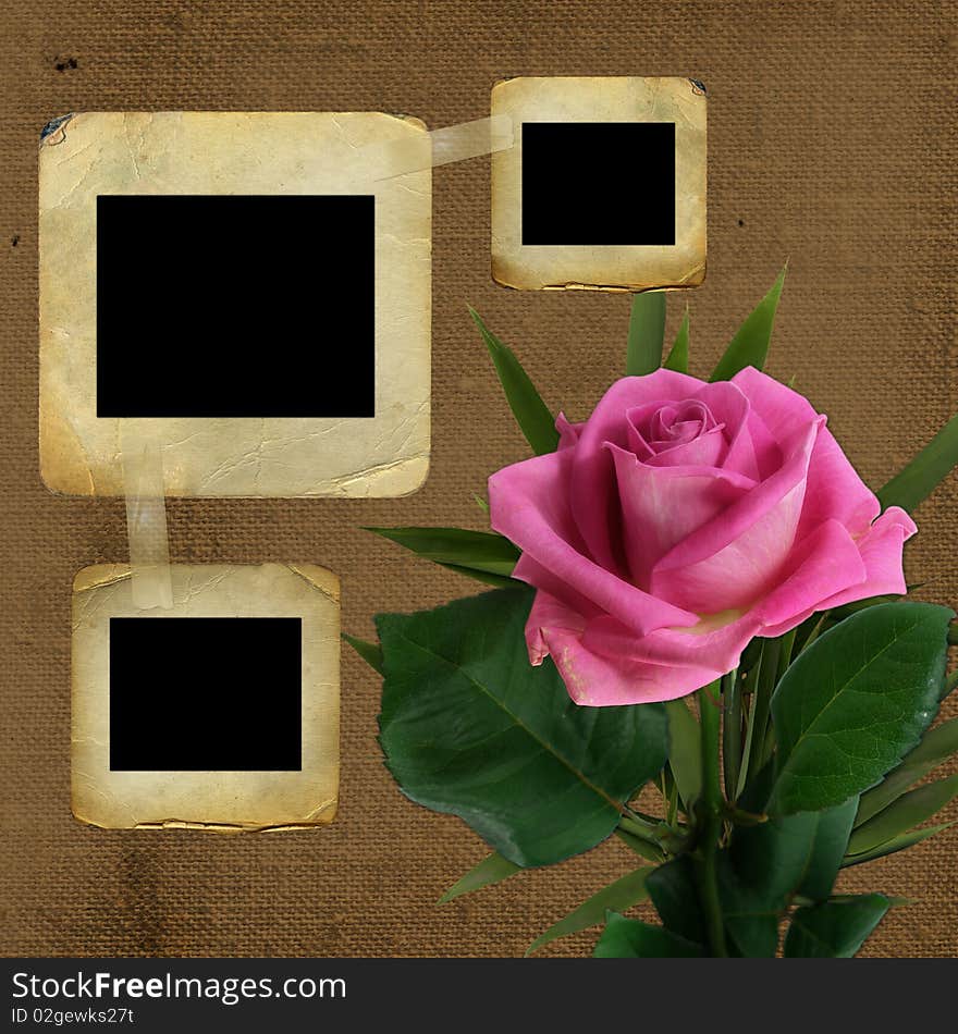 Old slides for photo with pink rose