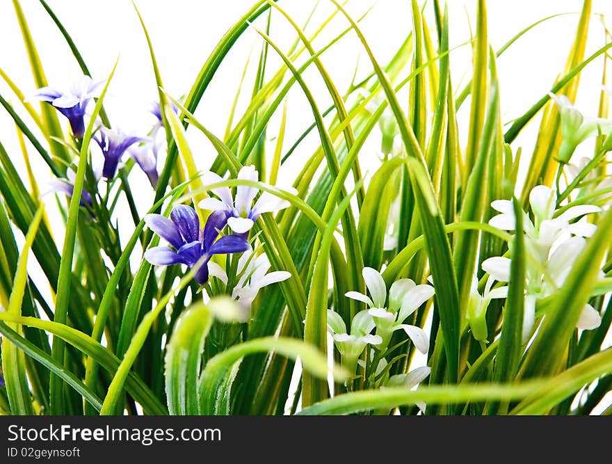 Green grass and small flowers isolated on white background. Green grass and small flowers isolated on white background