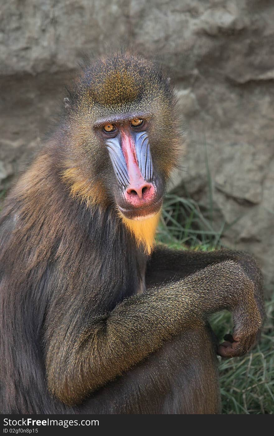 Mandrill In The Zoo.