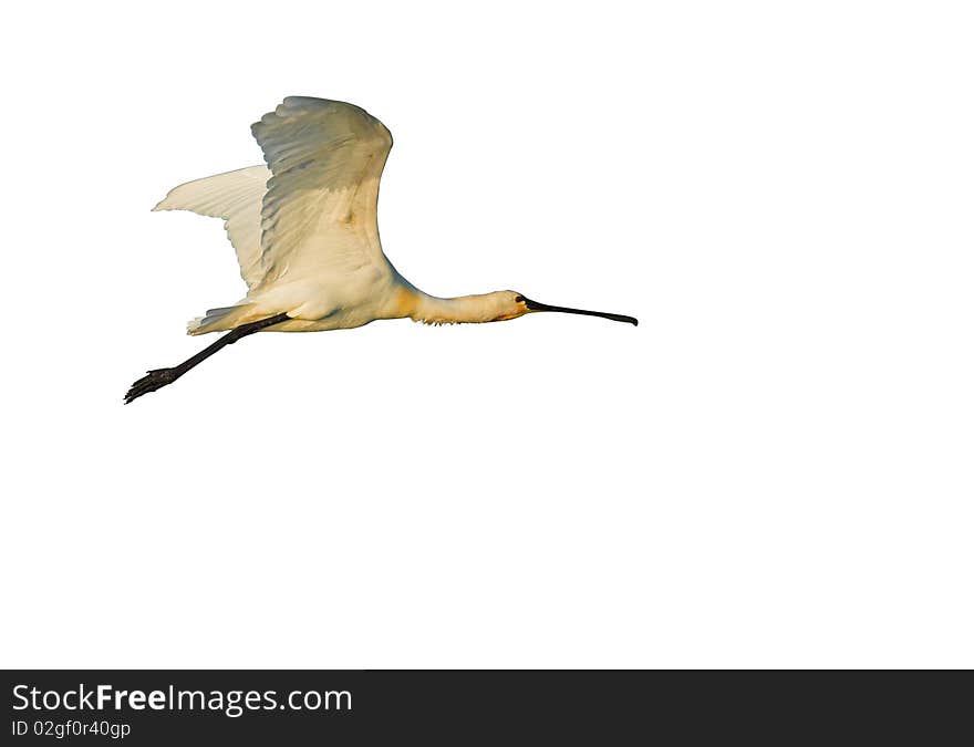 Spoonbill in Flight, isolated on white