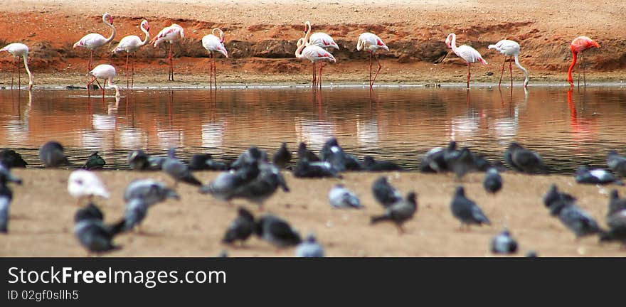 Flamingo On The Pond (panoramic).