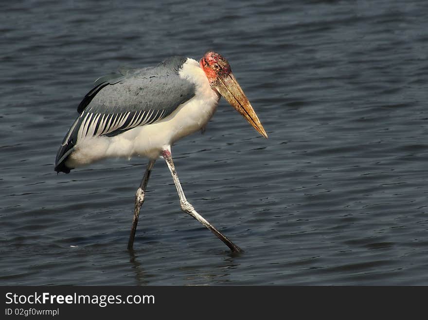 Marabou stork.