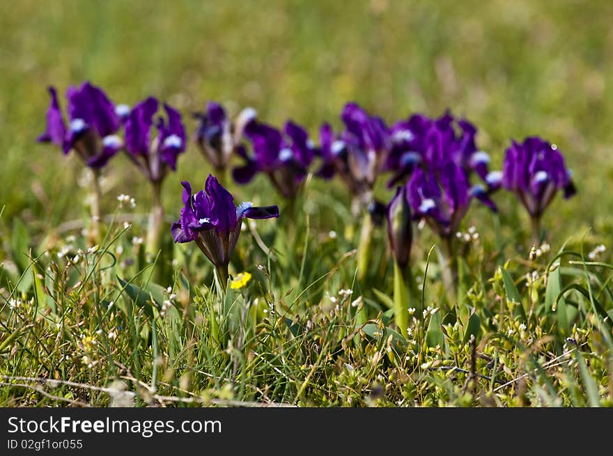 Violet Dwarf Iris (iris pumila)