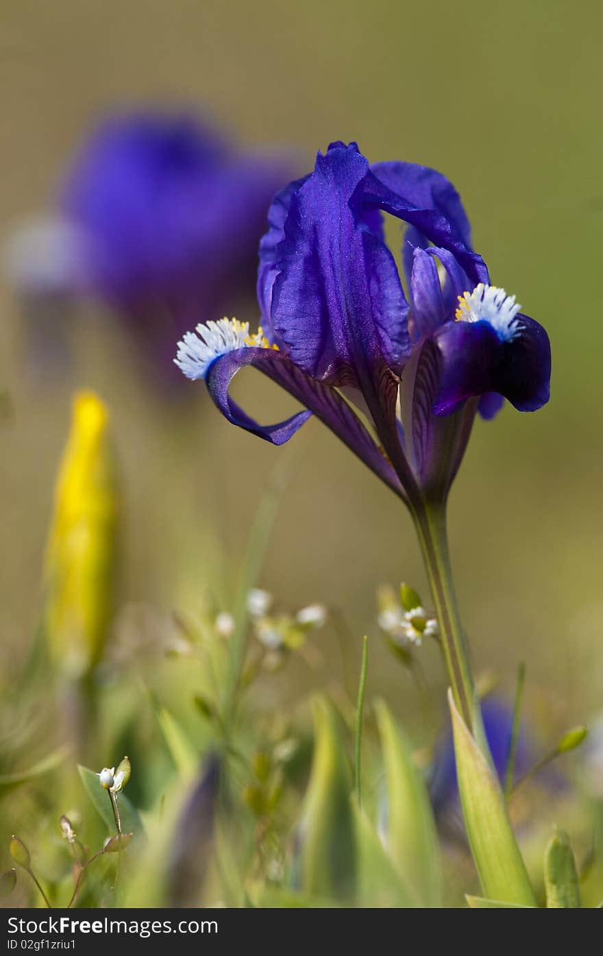 Blue Dwarf Iris (Iris pumila)