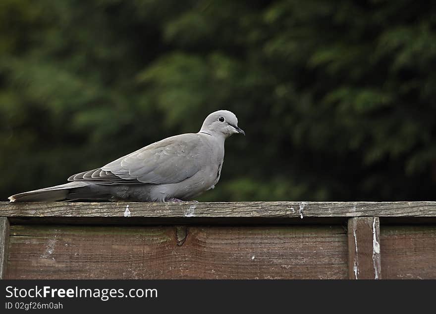 Collared dove sat on a fence.