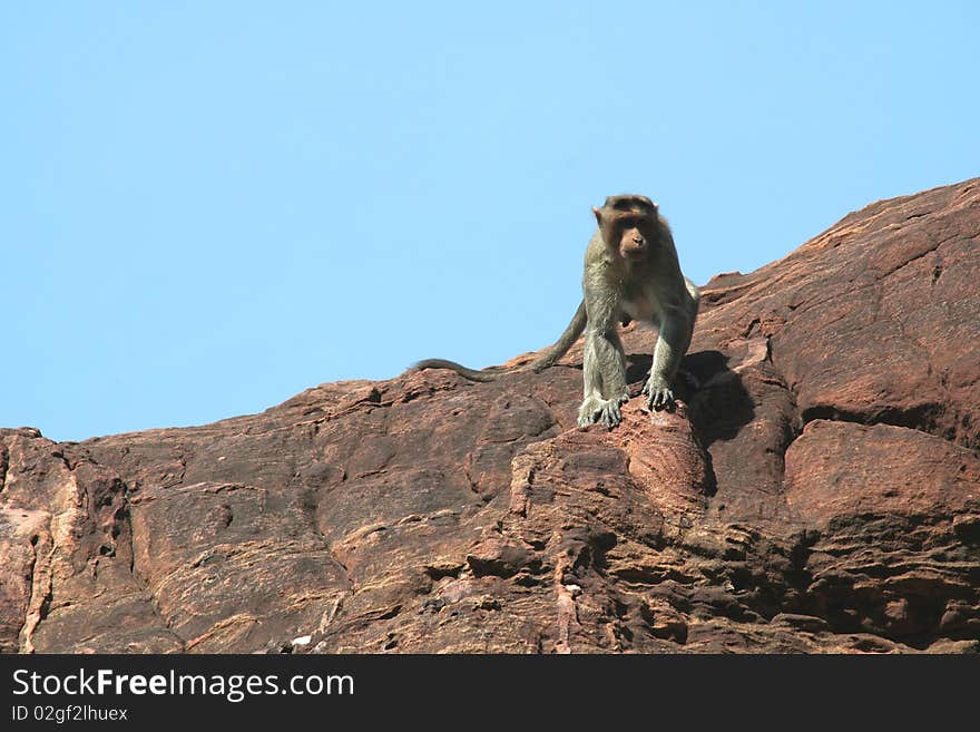 Cautious monkey perching on rock at northern hill in Badami, Karnataka, India, Asia. Cautious monkey perching on rock at northern hill in Badami, Karnataka, India, Asia