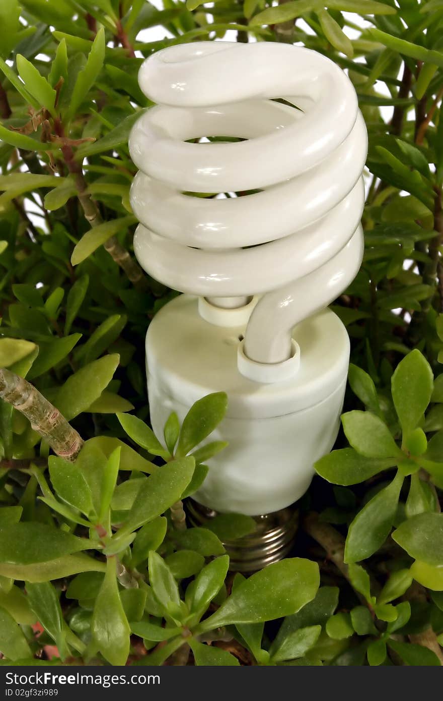 Compact Fluorescent Light Bulb