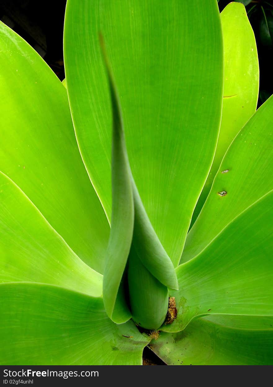 Agave Weberi