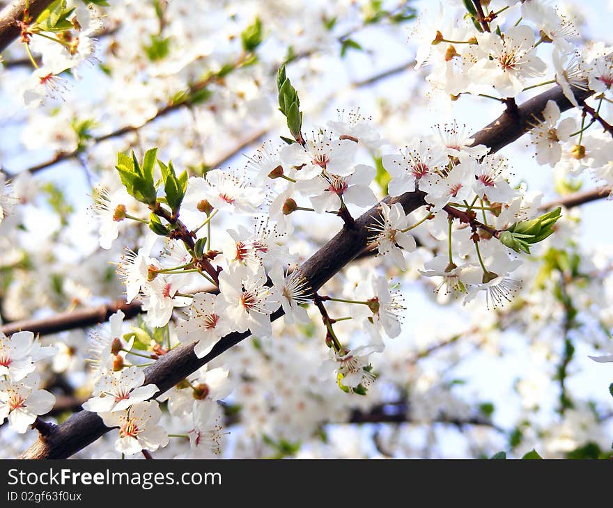 White cherry blossom and green leaf. White cherry blossom and green leaf