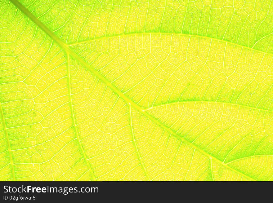 Close up yellow leaf