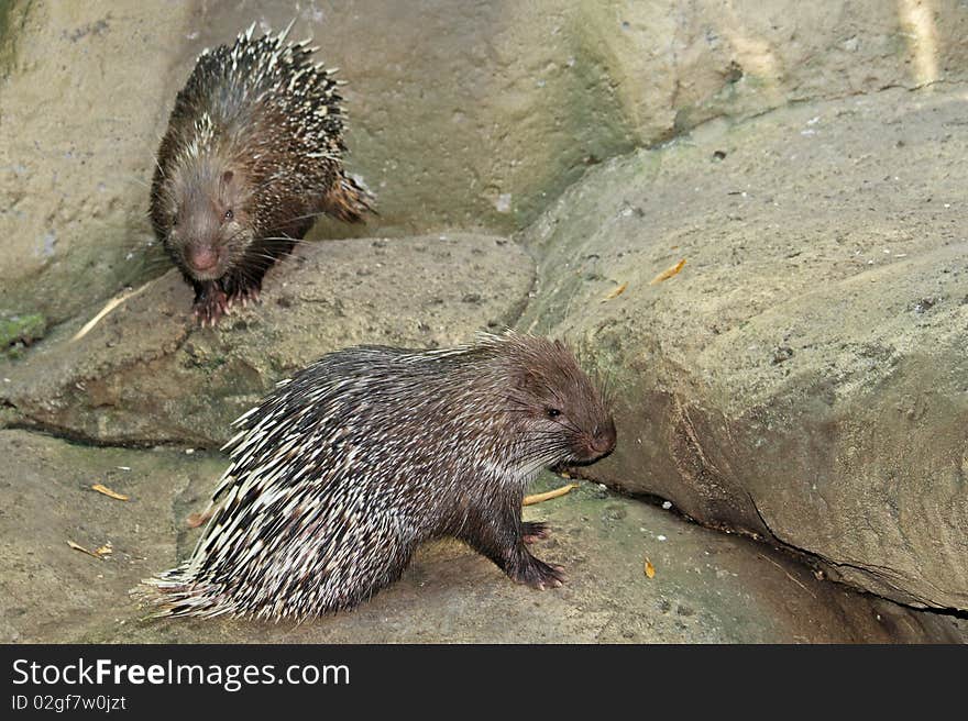 Porcupines